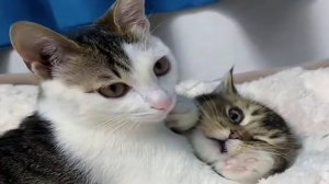 СМЕШНЫЕ КОТЫ 2025 ЛУЧШИЕ ПРИКОЛЫ С КОТАМИ, КОШКИ, КОТИКИ, СОБАЧКИ, СМЕШНОЕ ВИДЕО
