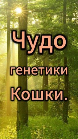 Чудо генетики кошки. Число 4