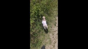 ЩЕНОК В ТРАВЕ: ОБНАРУЖЕН СЧАСТЛИВЫЙ РЕБЕНОК! 😍 КТО ТАК МИЛО ОТДЫХАЕТ?