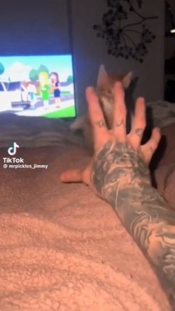 Наш TG https://t.me/liveofcats