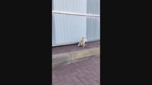 МОПС-ШПИОН ВЫШЕЛ НА СЛЕД! 🔍 ТАЙНАЯ МИССИЯ: ОХОТА НА МОПЕДЫ!