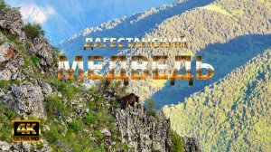 Дагестанский Медведь