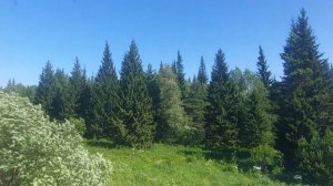 Красноярская тайга.На дачу .Едем на станцию Водораздел