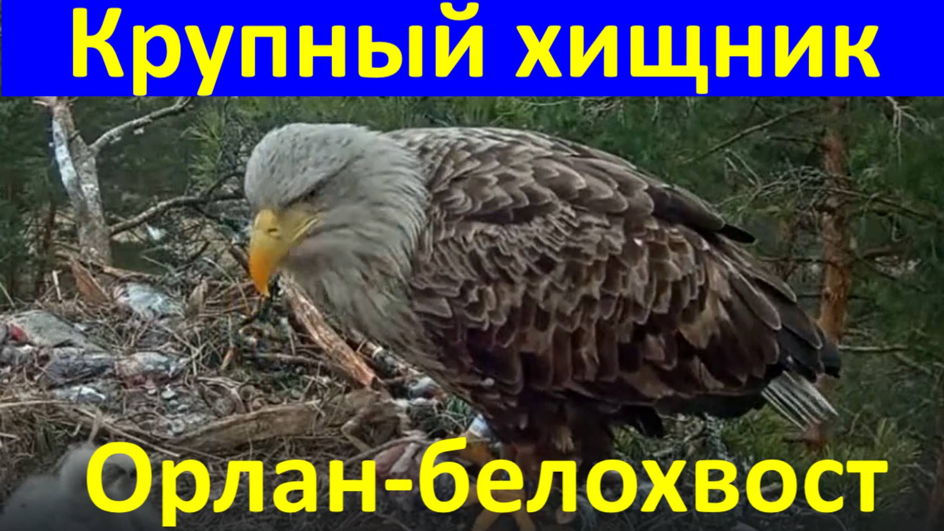 Птицы крупный хищник Орлан-белохвост ястреб