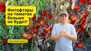 Как победить  фитофтору на томатах Лёгкий  способ.