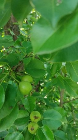 🍐🍐🍐🍐