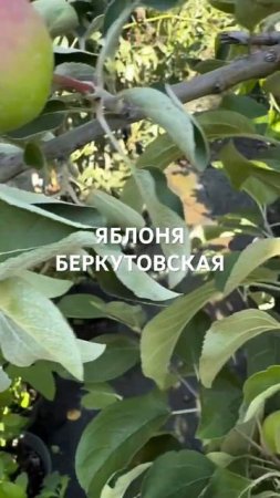 Яблоня БЕРКУТОВСКАЯ
