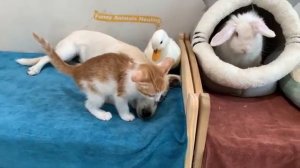 Кошка отдала котят на попечение щенку - 2025 год