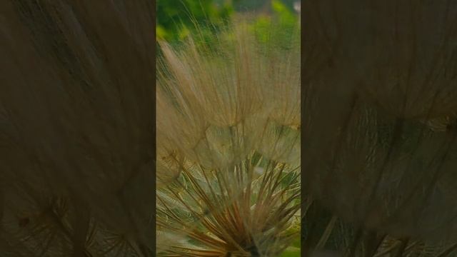 1000075859.mp4