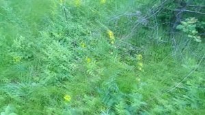 На поле ягодном собирали шампиньоны и свинухи