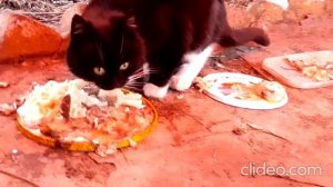 Бело-черный пушистый котик пришел в гости на дачу 🐱😽