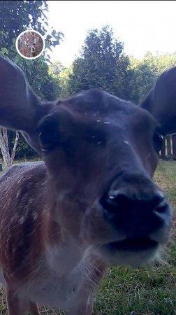 милая лань обнюхивает камеру #лань #животные #deervader