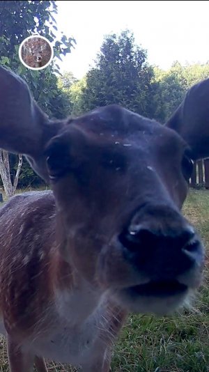 милая лань обнюхивает камеру #лань #животные #deervader