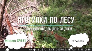 Прогулки по лесу. День за днем с дедом Многоведом. 21 мая 2025г. Эпизод 922.