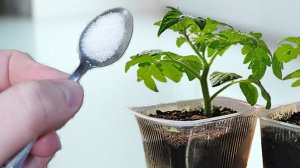 Рассада раскинула свои корни и на глазах становится все более мощной! Она выглядит очень крепкой ...