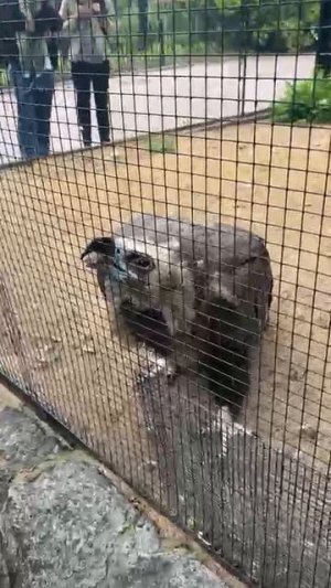наши животные