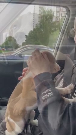 Девочка Американский Стаффордширский терьер нашла свою семью 🏡 Питомник "Лучшая компания" 📍 Крым
