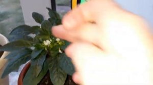 Чем буду раскислять почву под рассадой Часть 3
