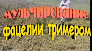 Мульчирование фацелии тримером