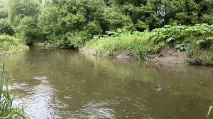 Лесная река после дождя. Звуки природы.
