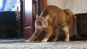 Приколы с котами! Смешные коты - Самые смешные животные С ОЗВУЧКОЙ! Ржака!!