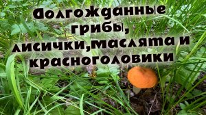 Начало грибного сезона! Нужно больше дождя. Маслята, лисички и красноголовики. Грибники уже в лесах!