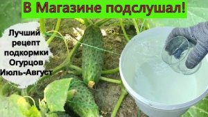 У меня шок🤪. В магазине узнал лучший рецепт🪣 подкормки огурцов🥒