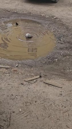 Водные процедуры