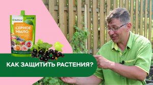 Спасаемся от тли с помощью натуральных средств