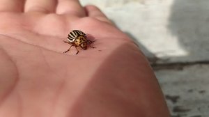 Хитрый жук !!! Колорадский жук не только хитрый, но и наглый. Посмотрите, что он вытворяет
