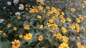 Niletto, Олег Майами, Лёша Свик. . Не Вспоминай*.Всегда снимаю старые дворы. здесь прошла юность...