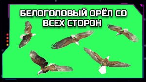 БЕЛОГОЛОВЫЙ ОРЁЛ видео GREEN SCREEN футаж. ХРОМАКЕЙ АНИМАЦИЯ на зелёном экране.