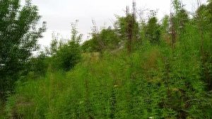 Цветы луговые