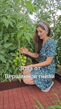 Зола от вершинной гнили.