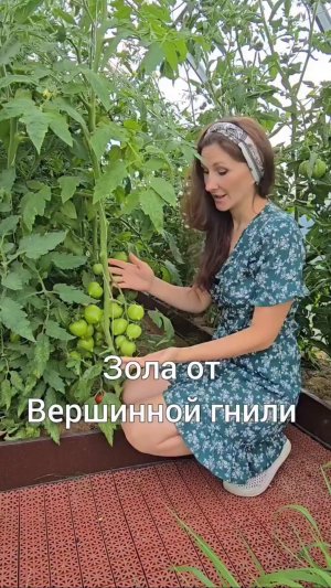 Зола от вершинной гнили.
