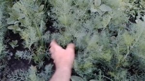 Опоросилась Панда нарожала панденят 🤣 На огороде полный пипец из-за холодных ночей.