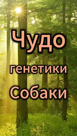Чудо генетики собаки. Число 2.