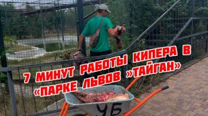 Как выглядит 7 минут работы кипера в "Парке львов "Тайган"