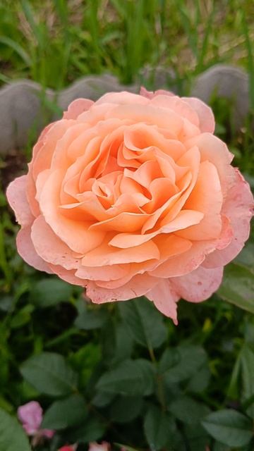 Роза Августа Луиза #garden #flowers #цветы #сад #цветыдлядома #растения #розы