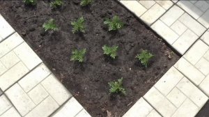 Участок в конце июня 1