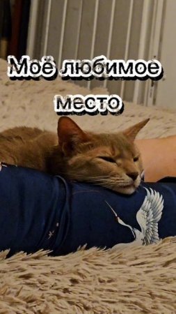Котик спит