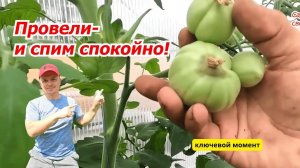 Подкормка томатов КАЛЬЦИЕМ, что бы на плодах не было вершинной гнили.