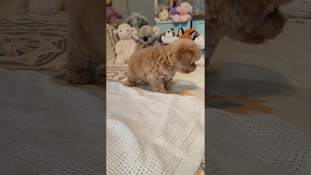 Малыш Жером Пушон