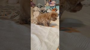 Малыш Жером Пушон