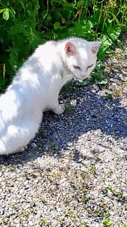Мысли прогульщицы. 😻😁 Юмор с животными