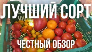 Первые Помидоры в этом году Лучшие сорта с хорошим урожаем