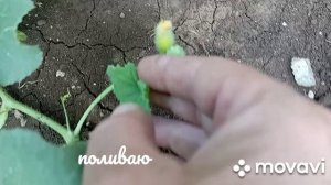 поливаю в две поливалки и про огород/полив/огород/