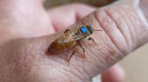 Новый материал на пасеке из Беларуси.