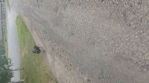 Собачка Село Силино. Кемеровская Область.