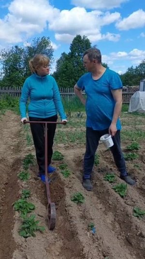 Они не окучивают  картошку......